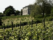 Devon - Sharpham Estate Vineyard