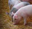 Piglets at Woodlands, Devon