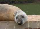 Seal basking by River Dart